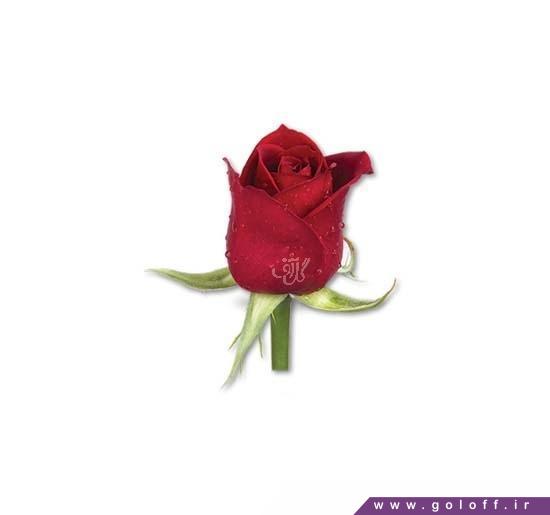 گل رز طبیعی - گل رز هلندی سامورایی - Rose | گل آف